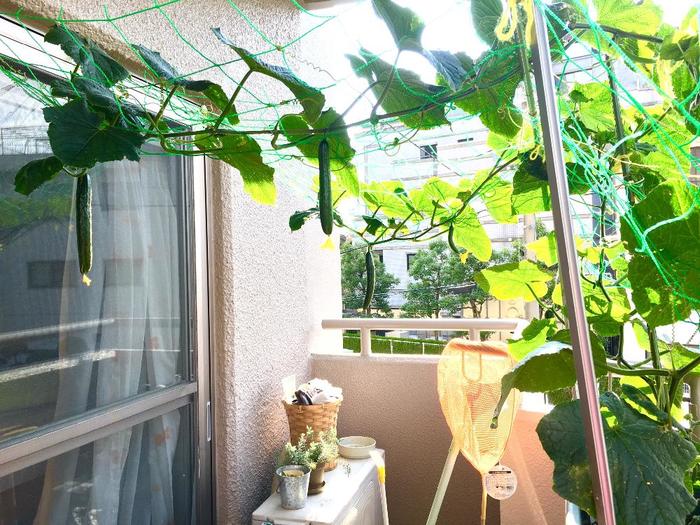 ベランダのプランターできゅうりをネットと支柱で育てている様子