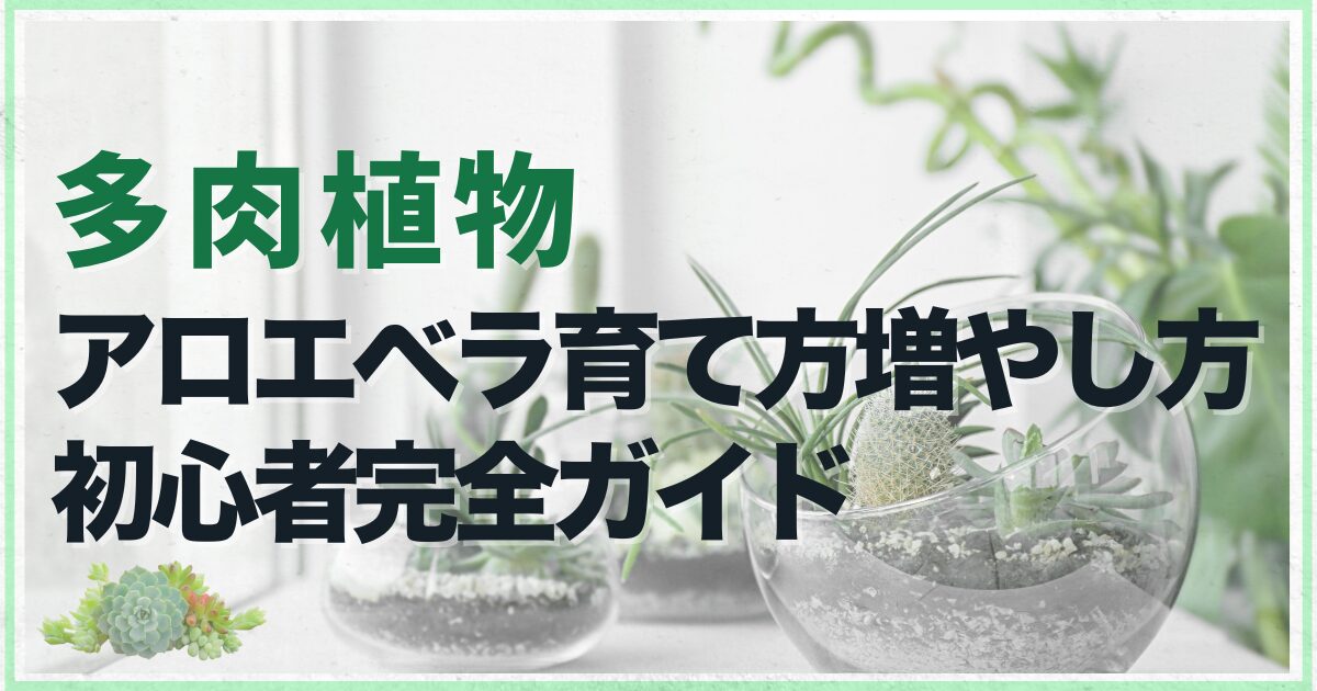 多肉植物アロエベラの育て方増やし方