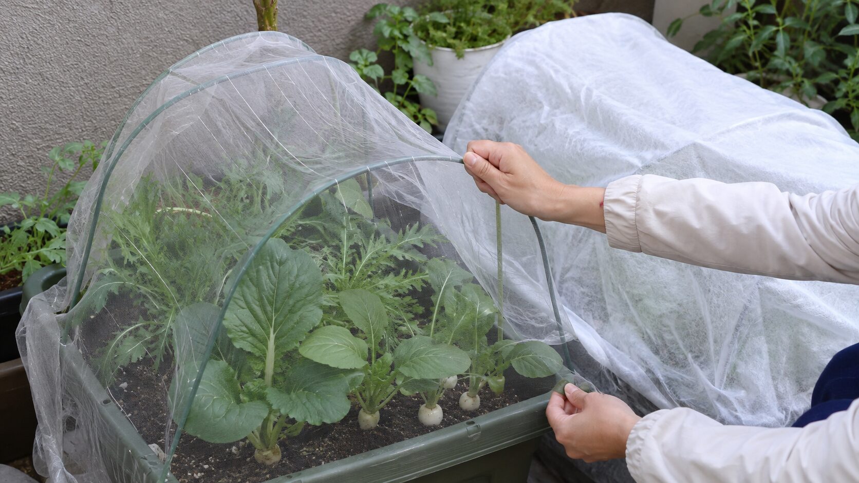 10月のプランター野菜を防虫ネットと不織布で守る秋の家庭菜園